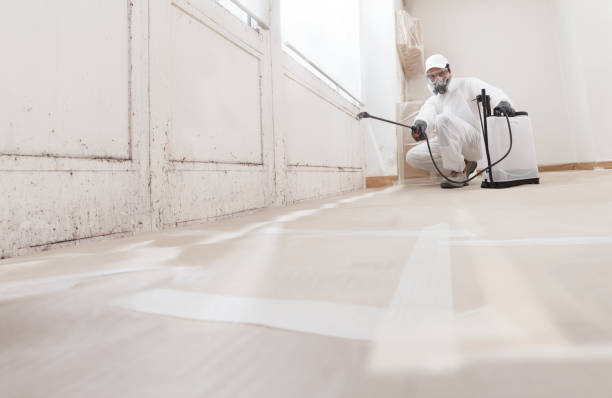 Black mold remediation team in Dedham