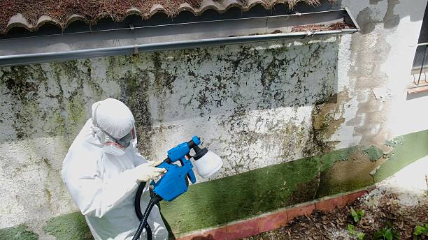 Mold Remediation service in Dedham, Dedham, MA